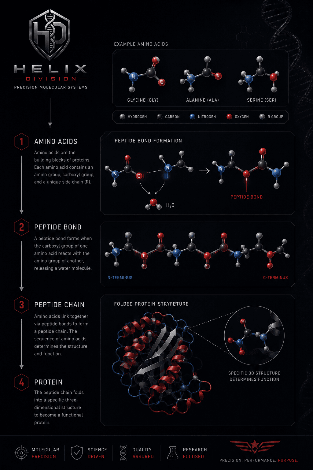 Diagram illustrating how amino acids join to form peptides and proteins.