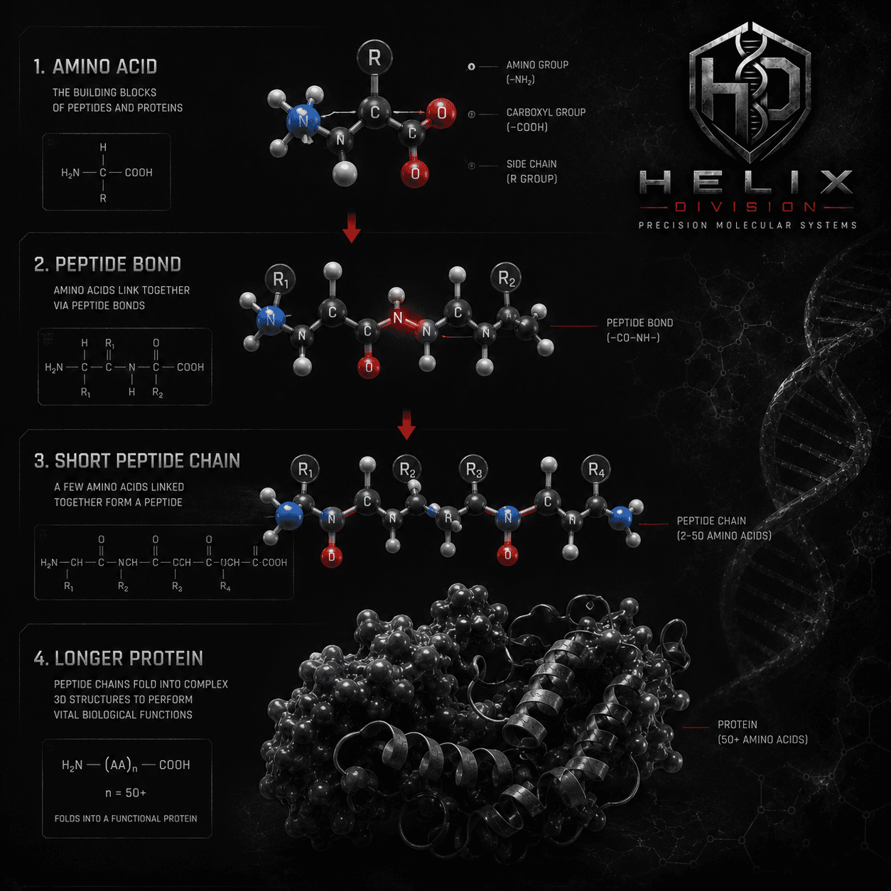 Diagram illustrating peptide bond formation between amino acids.