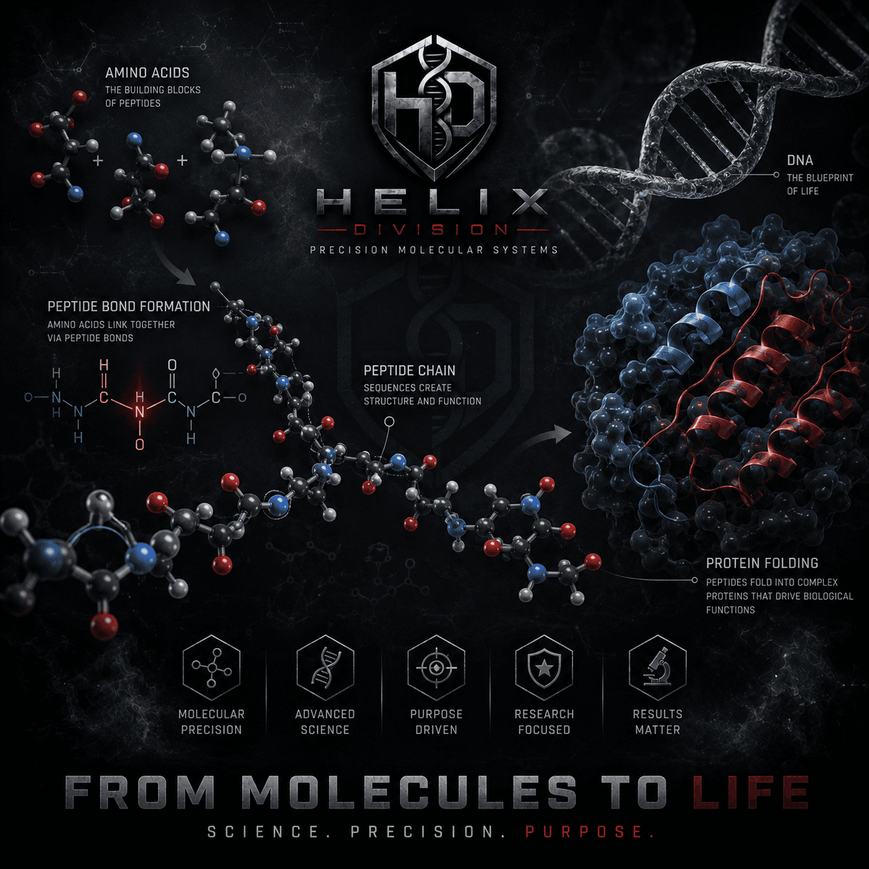 Illustration showing peptide molecules formed from amino acids.